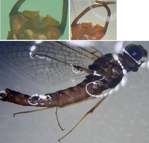 Ecdyonurus venosus